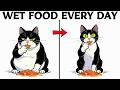 What Happens to Your Cat When You Feed Them Wet Food Every Day