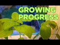 Allotment and garden progress.. seeds sown &amp; finding ways to tackle the aphids. | Allotment diaries