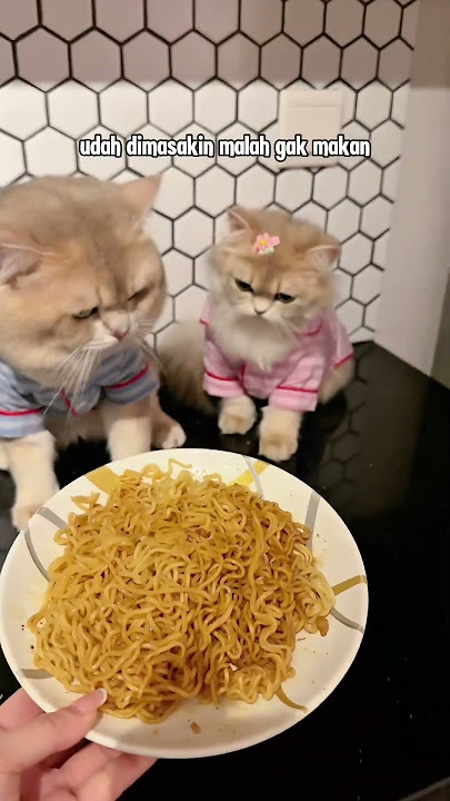 😾: Halah alasan! Bilang aja langsung kamu yang pengen makan woi #kucing #kucinglucu #kiwibritishcat