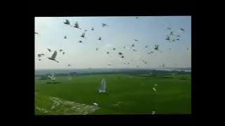 Suling Sunda Musik Alam #shorts