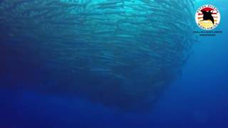 Barracudas & Jacks at Pulau Tifore!