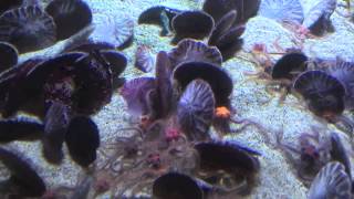 Sand Dollars Feeding Time Lapse at the Aquarium of the Pacific Sand Dollar Timelapse