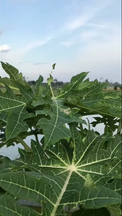 Video polosan background sawah