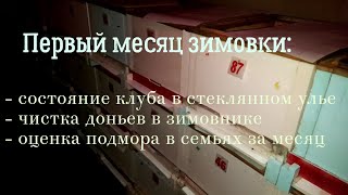 Первый месяц зимовки.