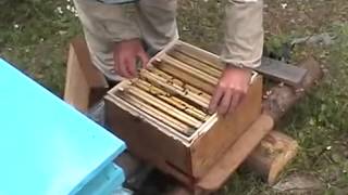 Пчеловодство в Нолинске