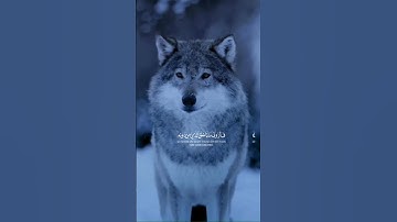 تلاوة هادئة تريح الأعصاب😴🎧 القارئ: محمد هشام سورة: لقمان 💙❤