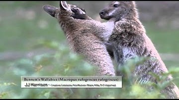 High quality video from Wikimedia Commons