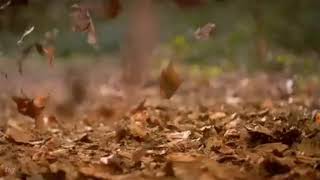 Quest Red Leaves Ident 2017.