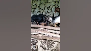 Goat Mating Animals Animalshorts Mating Matingseason Shortsfeed Foryou Saxcover Mating 