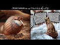 8 Most Unusual Animal Behaviours Ever Seen | جانوروں کی عجیب حرکتیں | Haider Tv