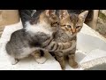 Mother cat&#39;s reaction when her kitten bites her tail is extremely cute