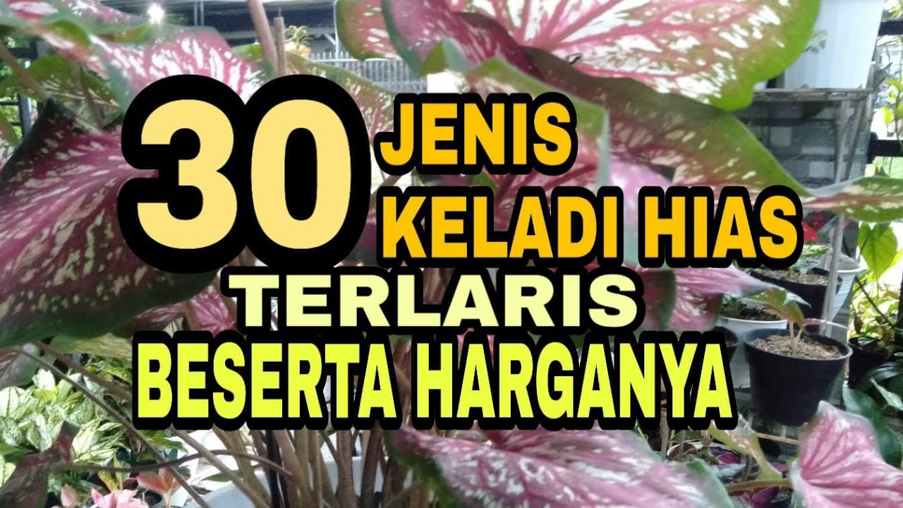 30 JENIS KELADI HIAS TERLARIS DI BULAN INI // 30 TYPES OF CALADIUM PLANTS