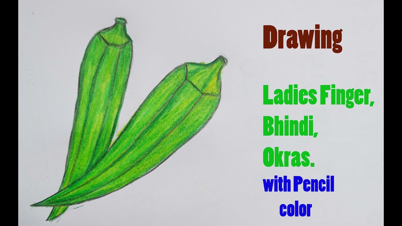 How to draw lady finger/okra drawing || Water colour painting - YouTube