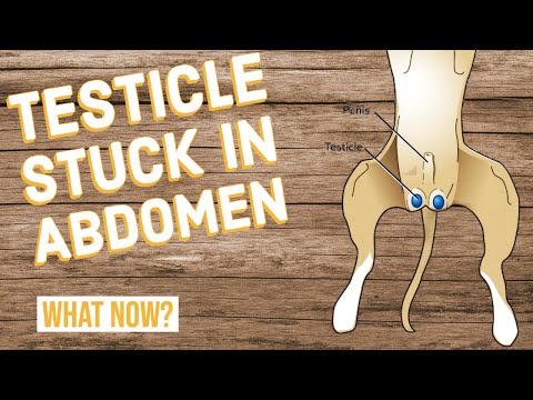 Video: Moet een hond met een niet-ingedaalde testikel worden gecastreerd?