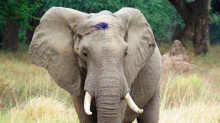 Этот раненый слон умолял ветеринаров о помощи, они были в шоке, когда поняли что с ним.