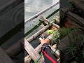 #Fishing #mancing #foryou #RiverFishing #Microfishing #OutdoorLife #catchandrelease #bangfaizwoi