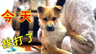 Baby Shiba Inu wants to eat, see how I train it