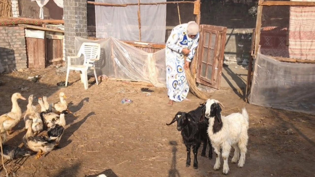 روتيني في المزرعه 🏚️وتنضيف عميق فيها خلتها فله📍📍كانت كلها زباله والمعيز كانو قربو يطفشو من العفنه