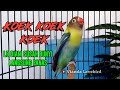 100% AMPUH Buat Pancingan Lovebird BAHAN DAN LB MACET, Lovebird Fighter Ngekek Panjang Super JOSS