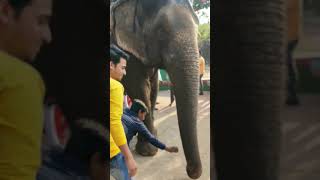 Friendly Elephant , Lover ,, City Bhubaneswar