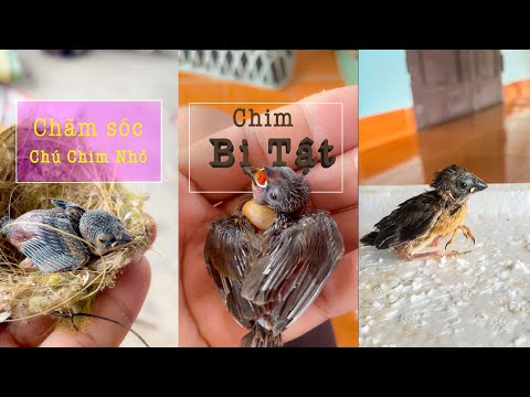 Taking care of Ri the bird - Its leg is disabled when it is about to be trained - Love Birds