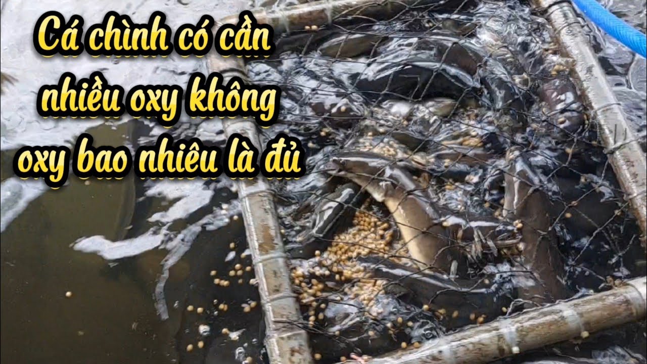 cá chình có cần oxy nhiều không, oxy bao nhiêu là đủ