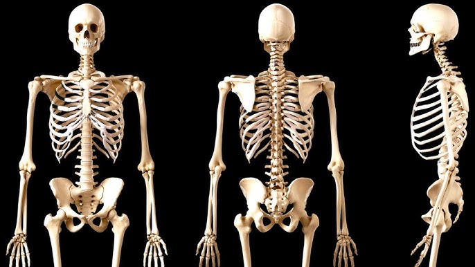 El esqueleto humano 