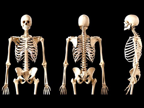 El SISTEMA ÓSEO explicado: los huesos del cuerpo humano (El esqueleto)👩‍🏫