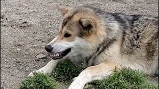 怒った狼犬が仔犬を吹っ転ばす瞬間 Youtube 怒った狼犬が仔犬を吹っ転ばす瞬間 Youtube