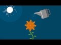  photosynthesis captured in real-life conditions