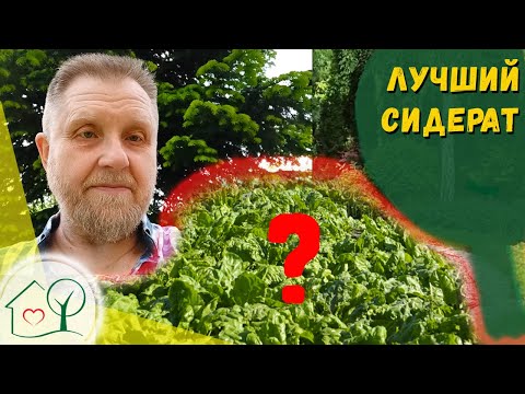 Лучший сидерат Курдюмова - кормовая свекла