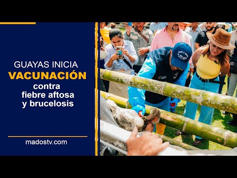 Guayas | Lanzamiento del programa de vacunación contra la fiebre aftosa, brucelosis bovina