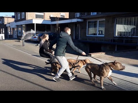 Video: De 3 beste plaatsen om een hond te aaien