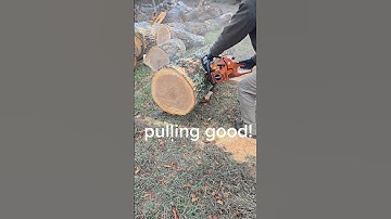 Ported Echo CS590 in 20" Red Oak, pulling hard! #chainsaw #chainsawaddict