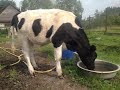 Животные в хозяйстве/Корова
