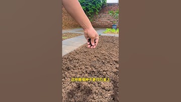 Just three steps to grow spinach, how to grow spinach #agriculture #plantingtips...