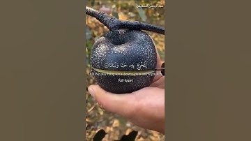 تلاوة هادئة تريح النفس 😴🎧 | القارئ عبد الرحمن السديس - سورة النبأ 🖤🌞."