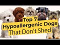 Top 7 Low Energy Hypoallergenic Dogs That Don’t Shed 🐶🦴🐶