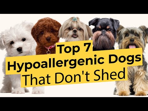 Video: Kifaransa Bulldog Breed Dog Breed Hypoallergenic, Afya Na Muda Wa Maisha