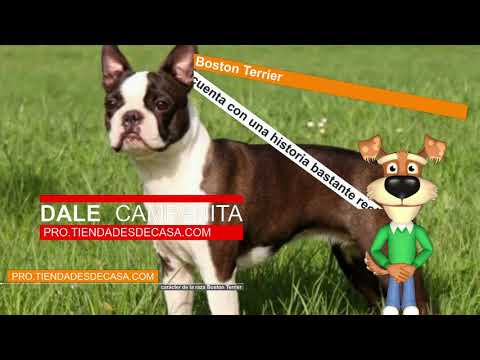 Video: Cómo encajar un Boston Terrier para la ropa