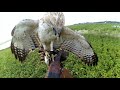 Hunting with Jhon (Changeable Hawk Eagle) Polman Raptor part 25