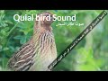 صوت طائر السمان Quial Bird Sound 