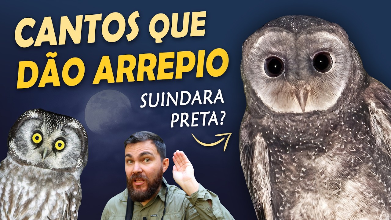 Os 15 CANTOS de CORUJAS MAIS ASSUSTADORES do MUNDO!