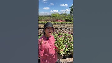 2024_08_04_09_47_IMG_9389 hoa cúc bách nhật