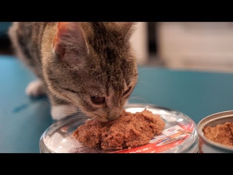 Video: Hills Kačių Maistas - Atsiliepimai Feefo