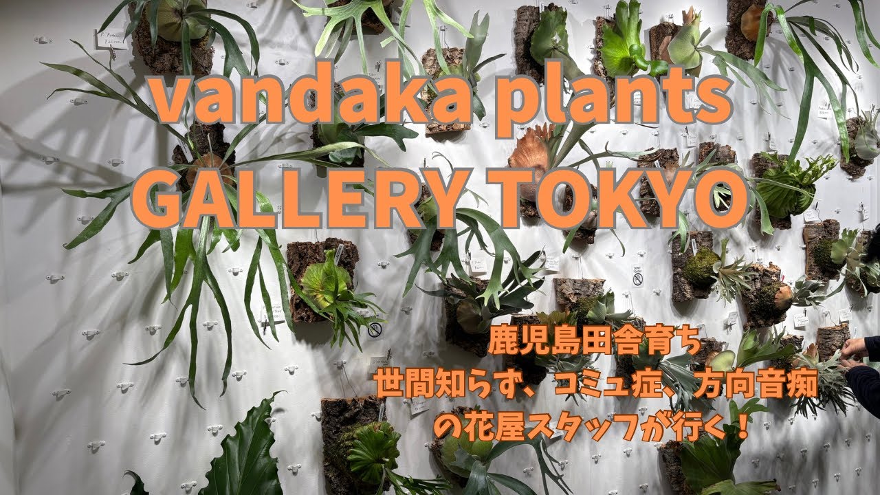 vandaka plants GALLERY TOKYOに行ってみた - YouTube