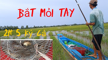 Đẩy Côn Bắt Cá Mùa Nước Nổi| Kiểu Miền Tây #2