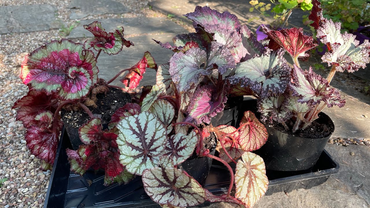 RePotting Begonias + Allium Digging 💜 YouTube