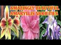 Amazingly beautiful amaryllis varietiesamaryllis flowers with name margiepulido21