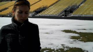 Snow Mold - Typhula Blight (Polish)